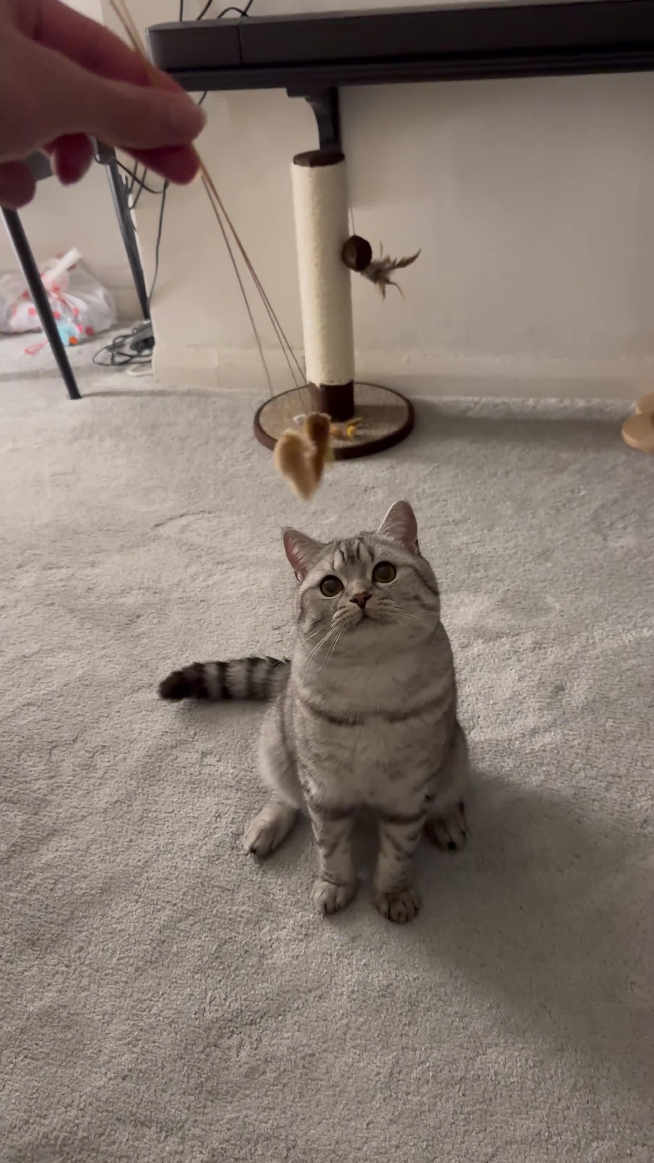 British Shorthair cats for sale: BSH Silver Tabby  - Video 1