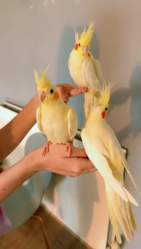 Cockatiels birds for sale: Cockateils - Video 2