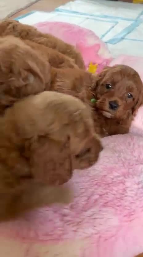 Cavapoo dogs for sale: Ruby Red ❤️ Health tested Cavapoos  - Video 2