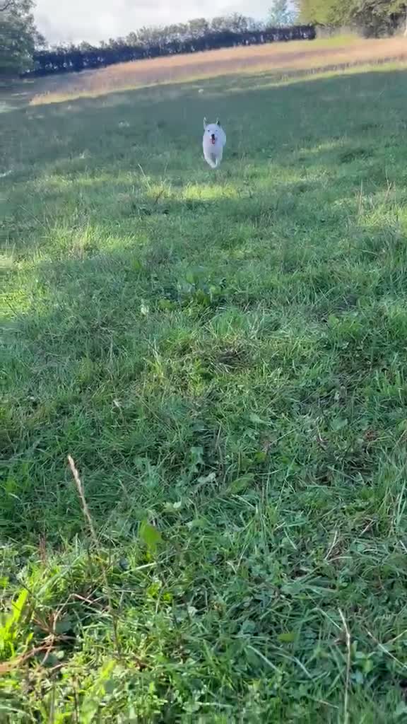 Mixed Breed dogs for adoption: Zeus - Small Mixed Breed (10 kgs) for Adoption - Video 1