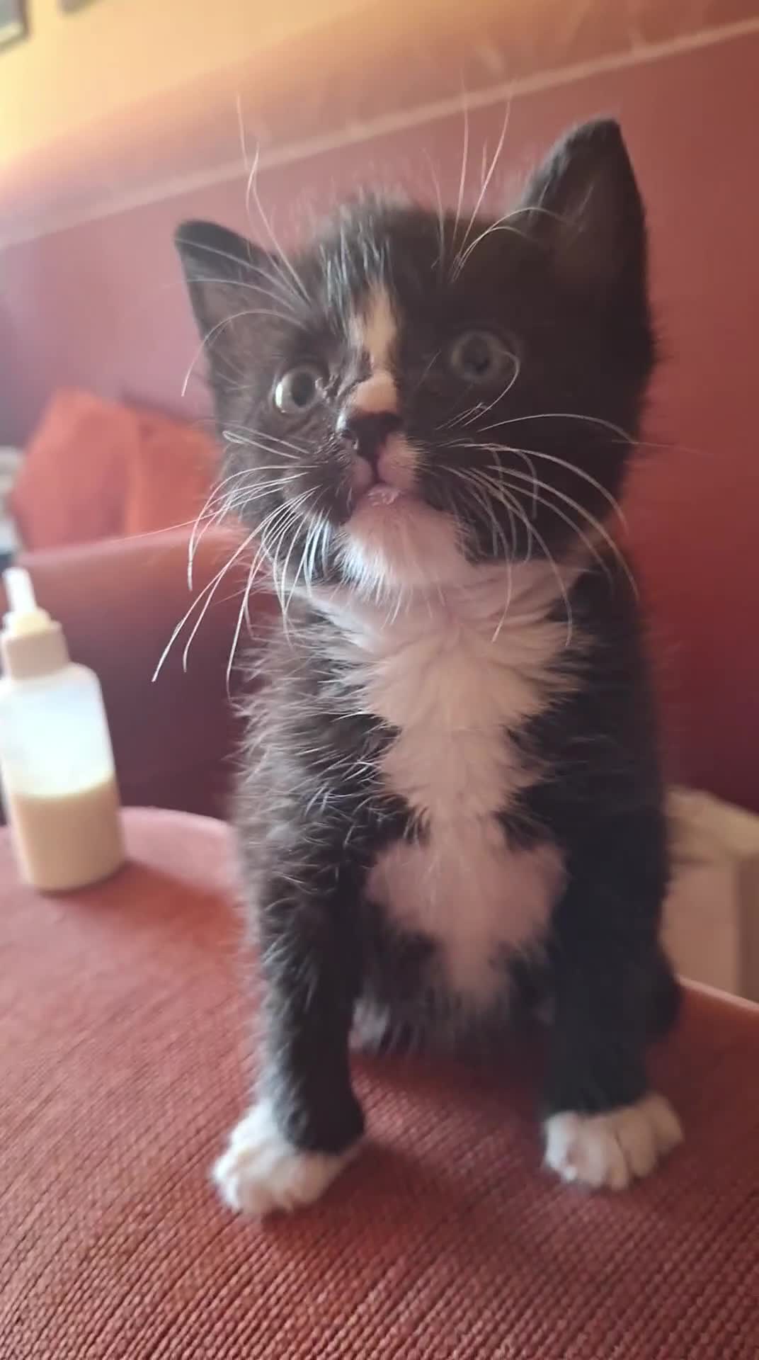 British Shorthair cats for sale: Beautiful baby kittens.  in Larbert - Video 4