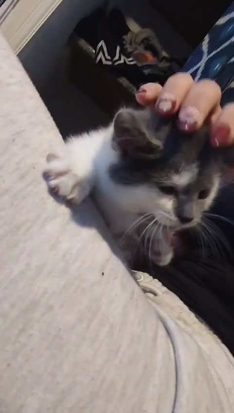 Maine Coon cats for sale: Half mainecoon with accessories  in Northampton - Video 1