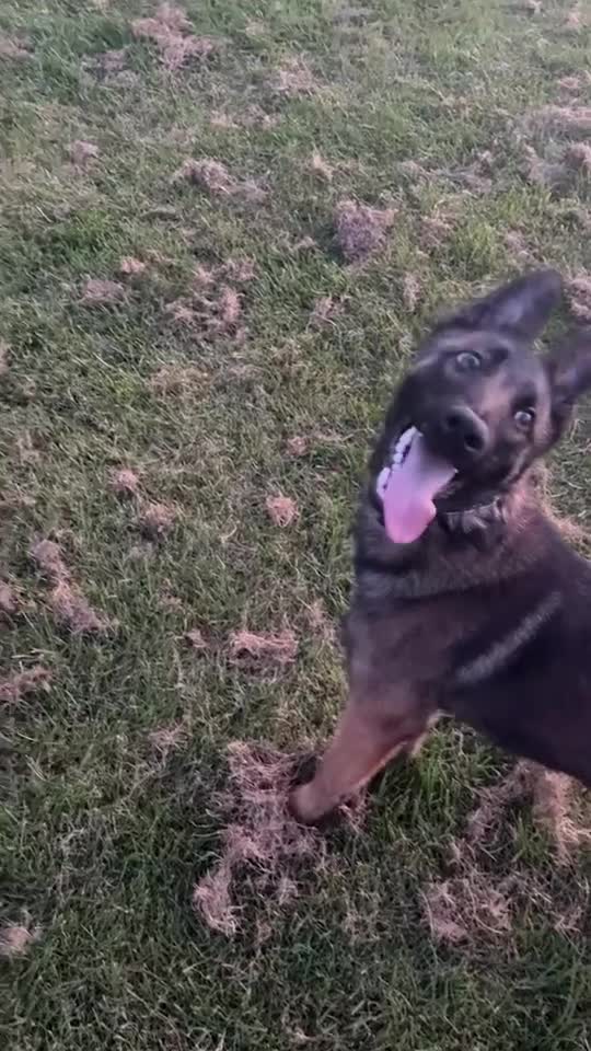 Belgian Shepherd Dog dogs for sale: 8 month Belgian Malinois in Birkenhead - Video 2