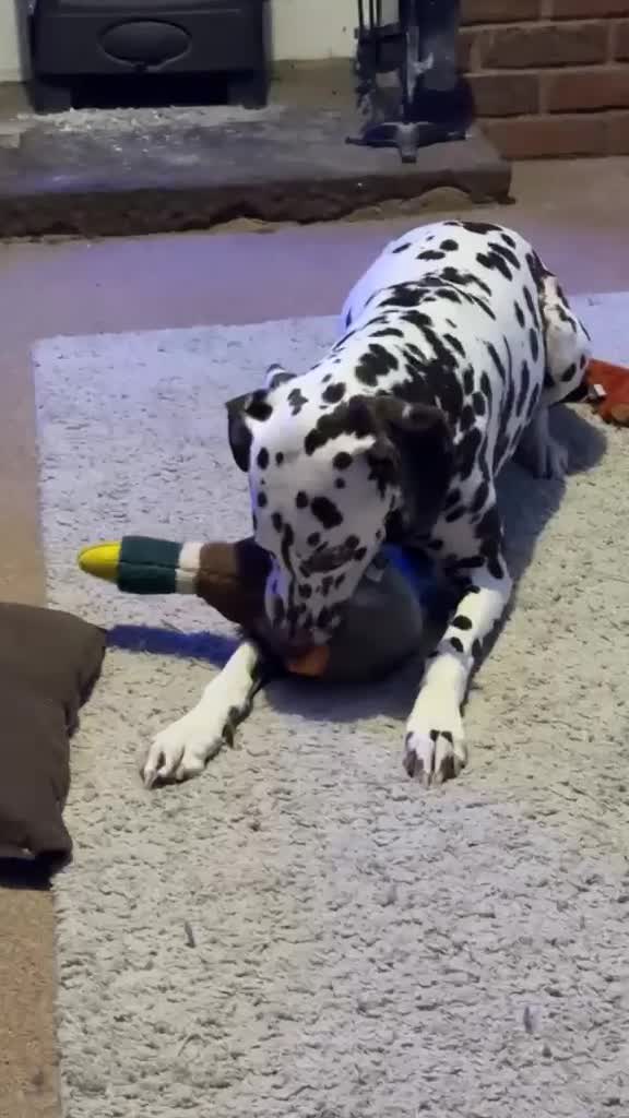 Dalmatian dogs for sale: Liver and white Dalmatian - Video 2