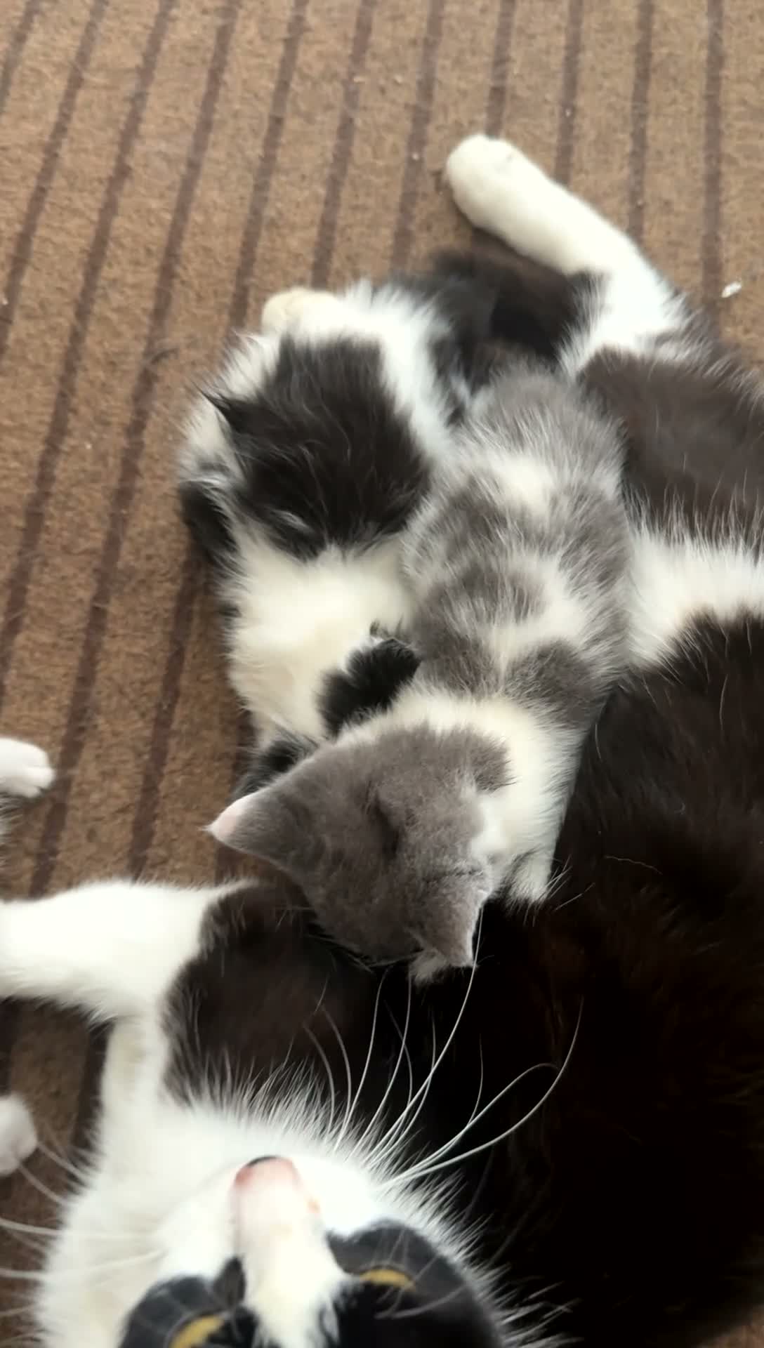Mixed Breed cats for sale: Adorable kittens looking for their new home - Video 1