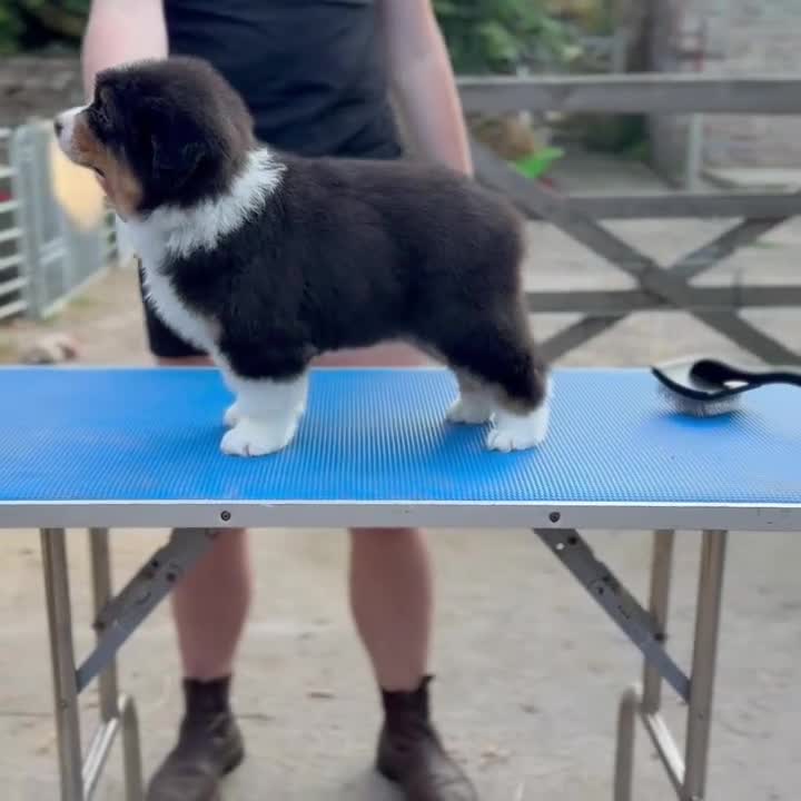 Australian Shepherd dogs for sale: Stunning Australian Shepherd Puppies  - Video 2