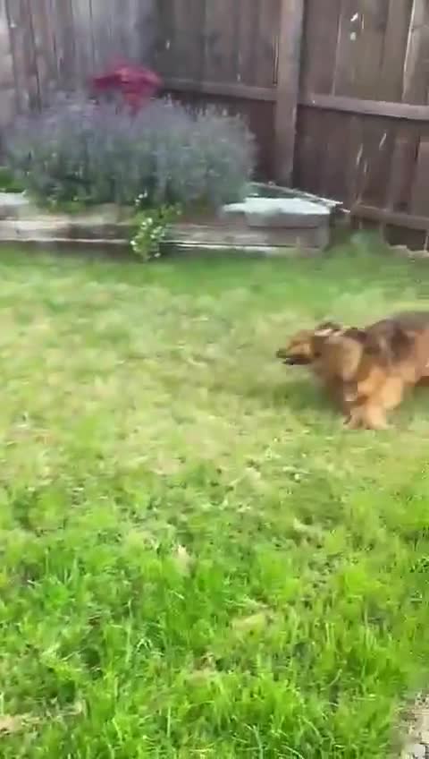 Mixed Breed dogs for adoption: Bear  in Morpeth - Video 1