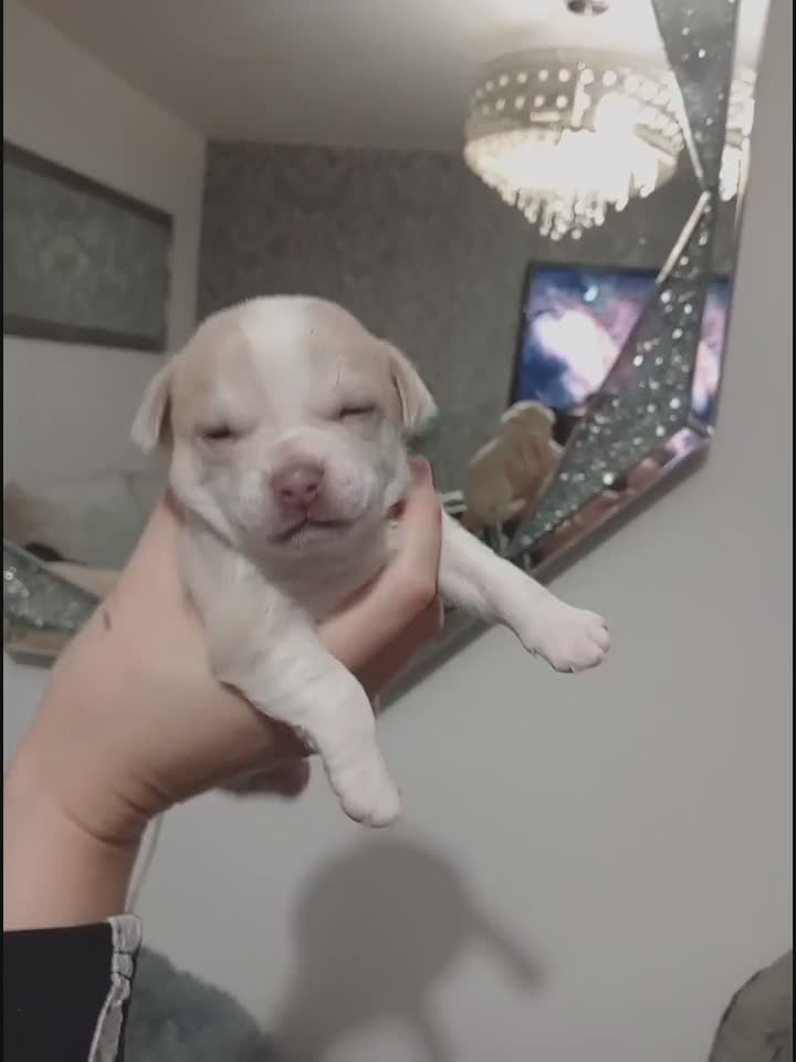 Chihuahua dogs for sale: PEDIGREE CHIHUAHUAS  - Video 1