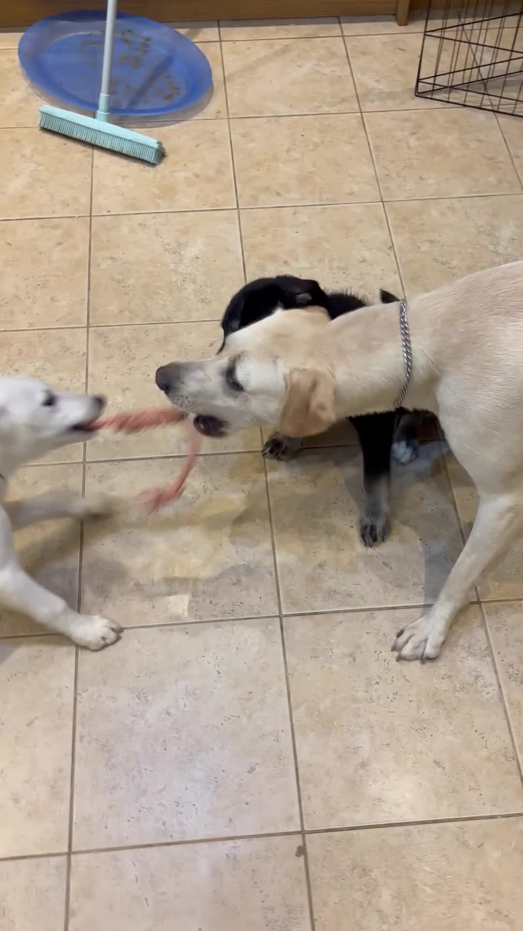 Mixed Breed dogs for sale: Huskador puppies (last little girl) in Shipley - Video 3