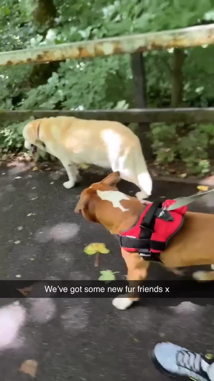American Bull Staffy dogs for sale: Male American staff - Video 1