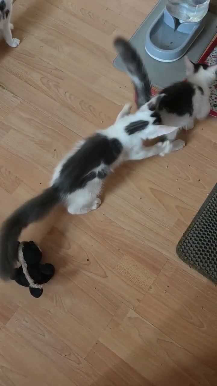 Maine Coon cats for sale: TICA REGISTERED STUNNING KITTENS  - Video 2