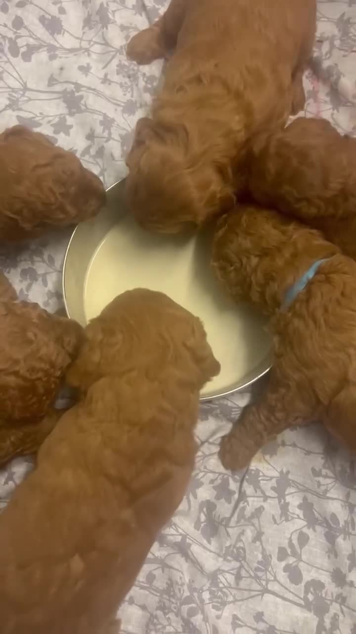 Labradoodle dogs for sale: F1 Miniature Fox Red Labradoodles  - Video 2