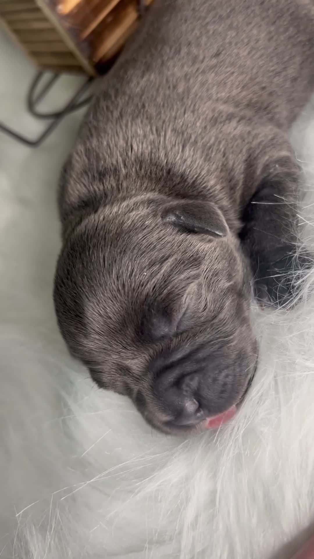 Staffordshire Bull Terrier dogs for sale: Champion Bloodline Blue Staffordshire BullTerriers - Video 1