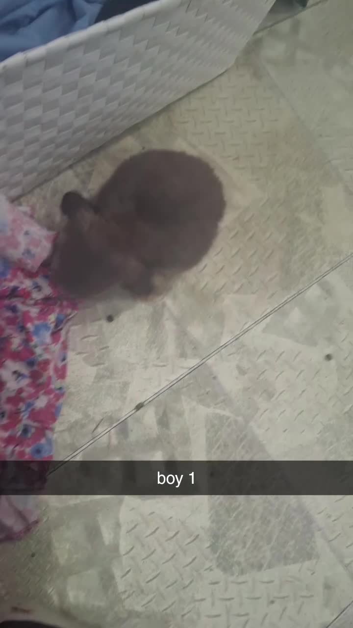 Mini Lop rabbits for sale: 5 beautiful mini lops, 3 boys, 2 girls - Video 1