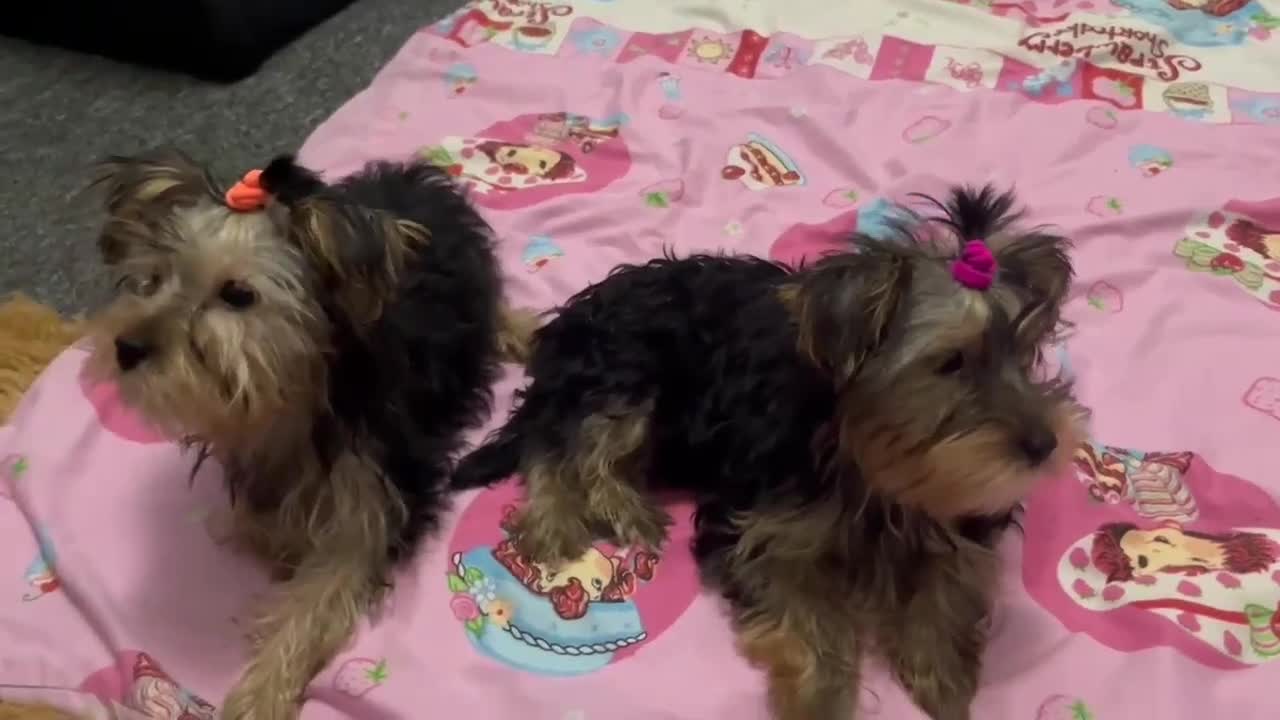 Yorkshire Terrier dogs for sale: Adorable Yorkshire Terrier girl puppies  - Video 1