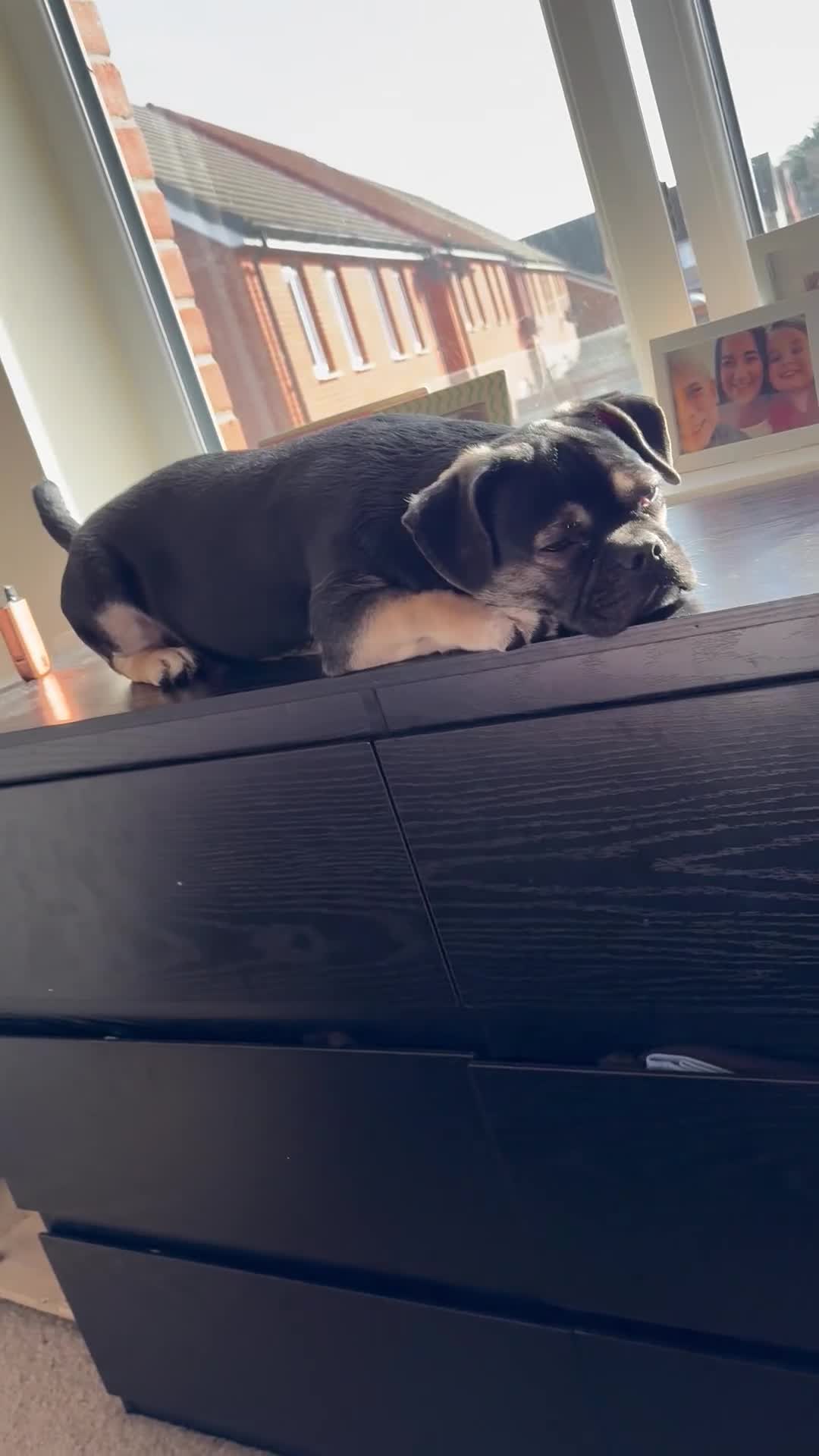 Mixed Breed dogs for sale: 6month old Max looking for a loving new home - Video 1