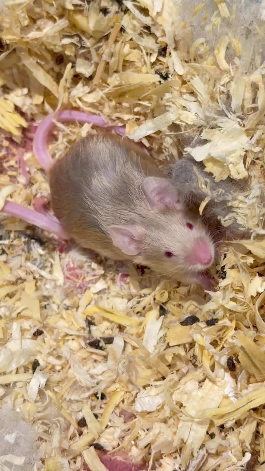 Mouse rodents for sale: Long Haired Fancy Mice  in Helston - Video 2