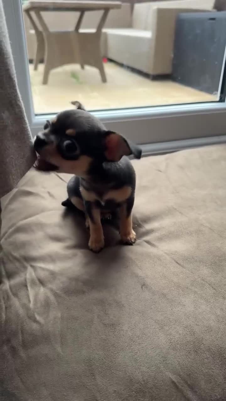 Chihuahua dogs for sale: 2 chihuahua puppies  - Video 1