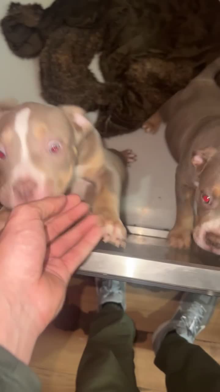 American Bully dogs for sale: American Pocket Bully (3 Generations).  - Video 3