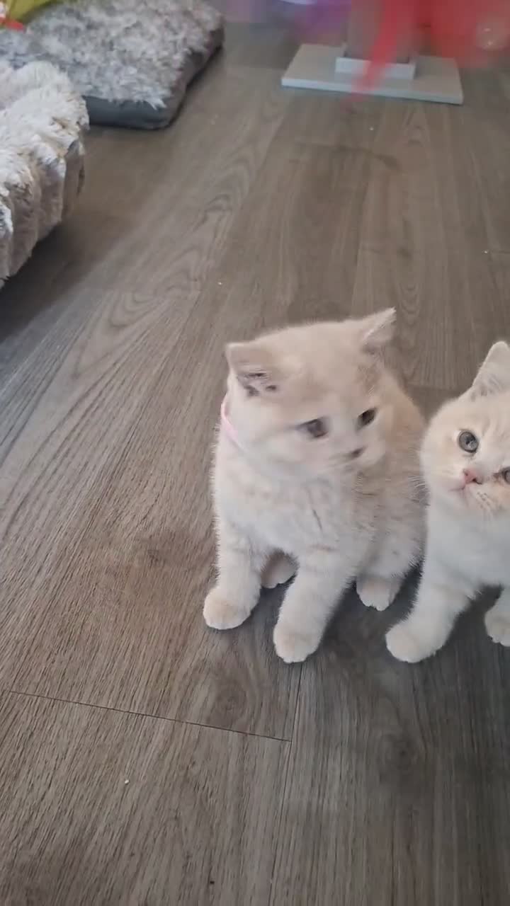 British Shorthair cats for sale: BEAUTIFUL BRITISH SHORTHAIR KITTENS - Video 4