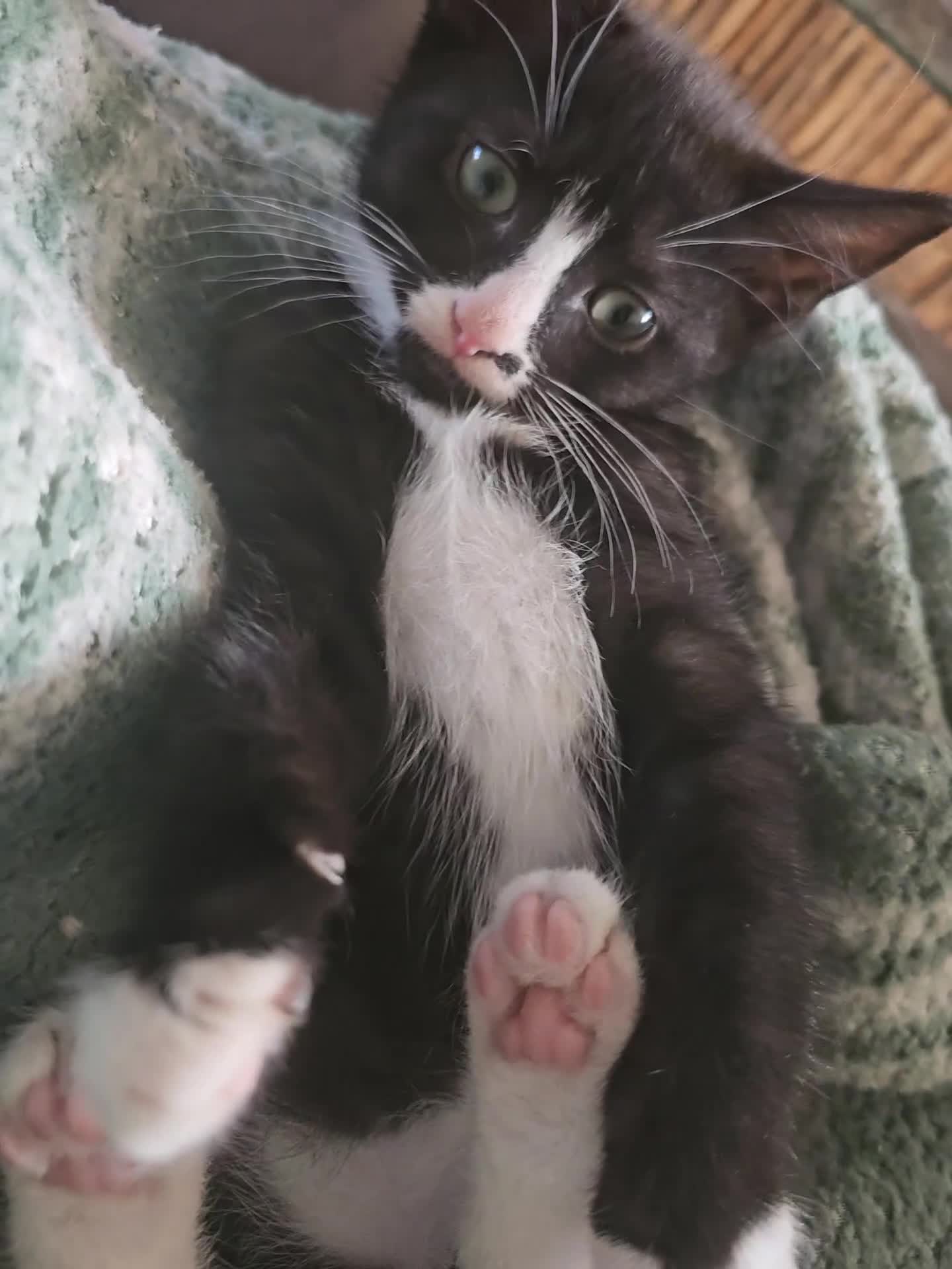Mixed Breed cats for sale: Last remaining boy looking for his forever home 🩵 - Video 1