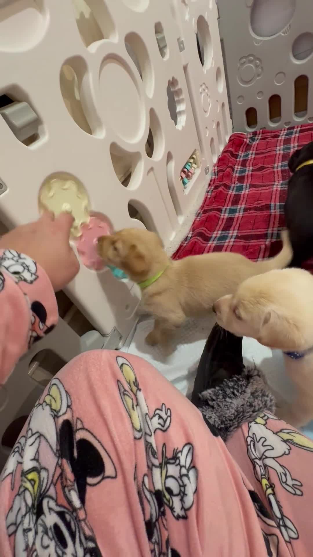 Labrador Retriever dogs for sale: Now have 5 Labrador Retriever Puppies for Sale 🐾 - Video 1