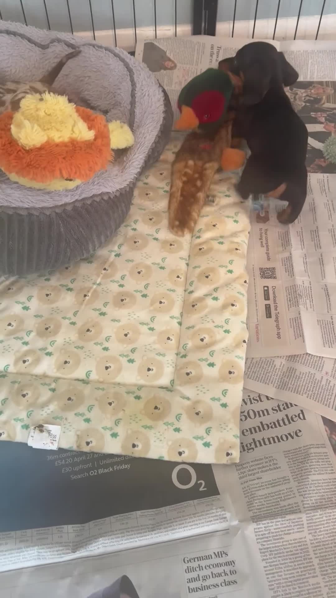 Miniature Dachshund dogs for sale: Beautiful Miniature Dachshund Puppies - Video 1