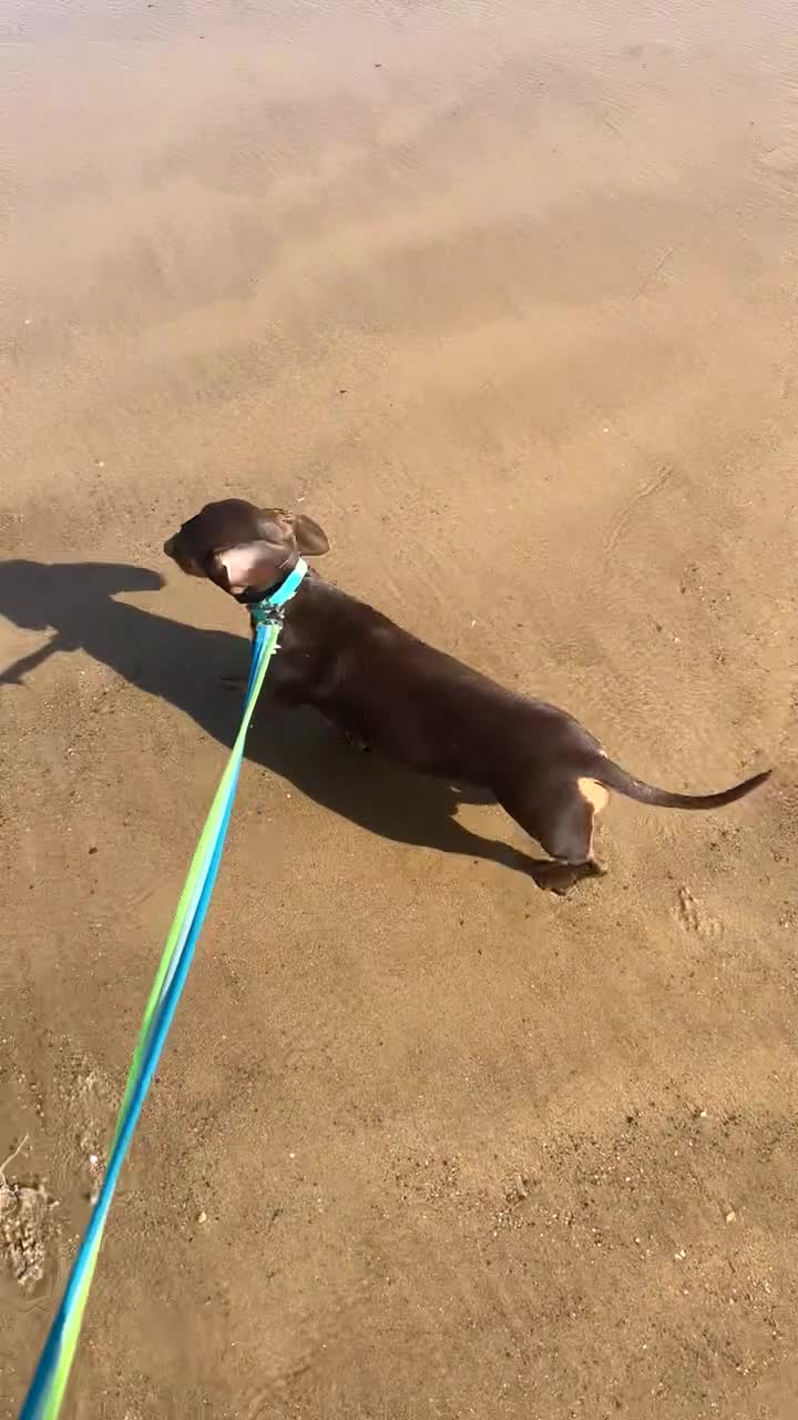 Dachshund dogs for sale: Male dachshund-Billy  - Video 1