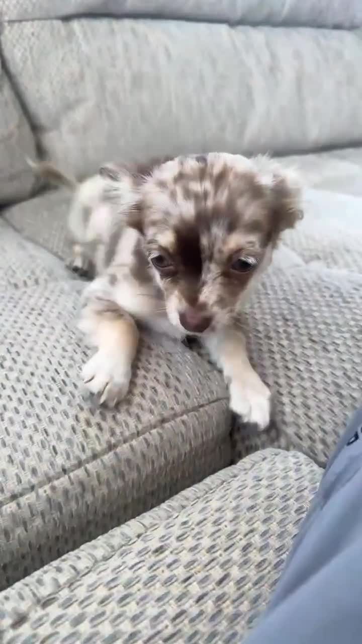Chihuahua dogs for sale: Chihuahua puppy - Video 1
