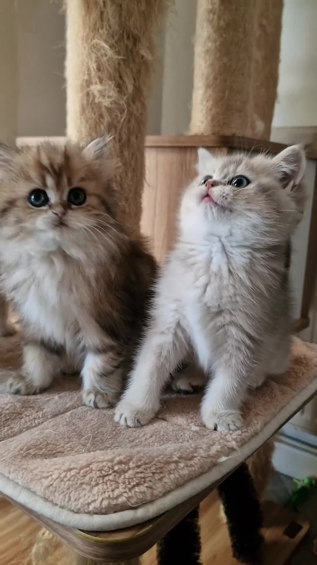British Shorthair cats for sale: 🌟GCCF registred kittens 🌟 - Video 1