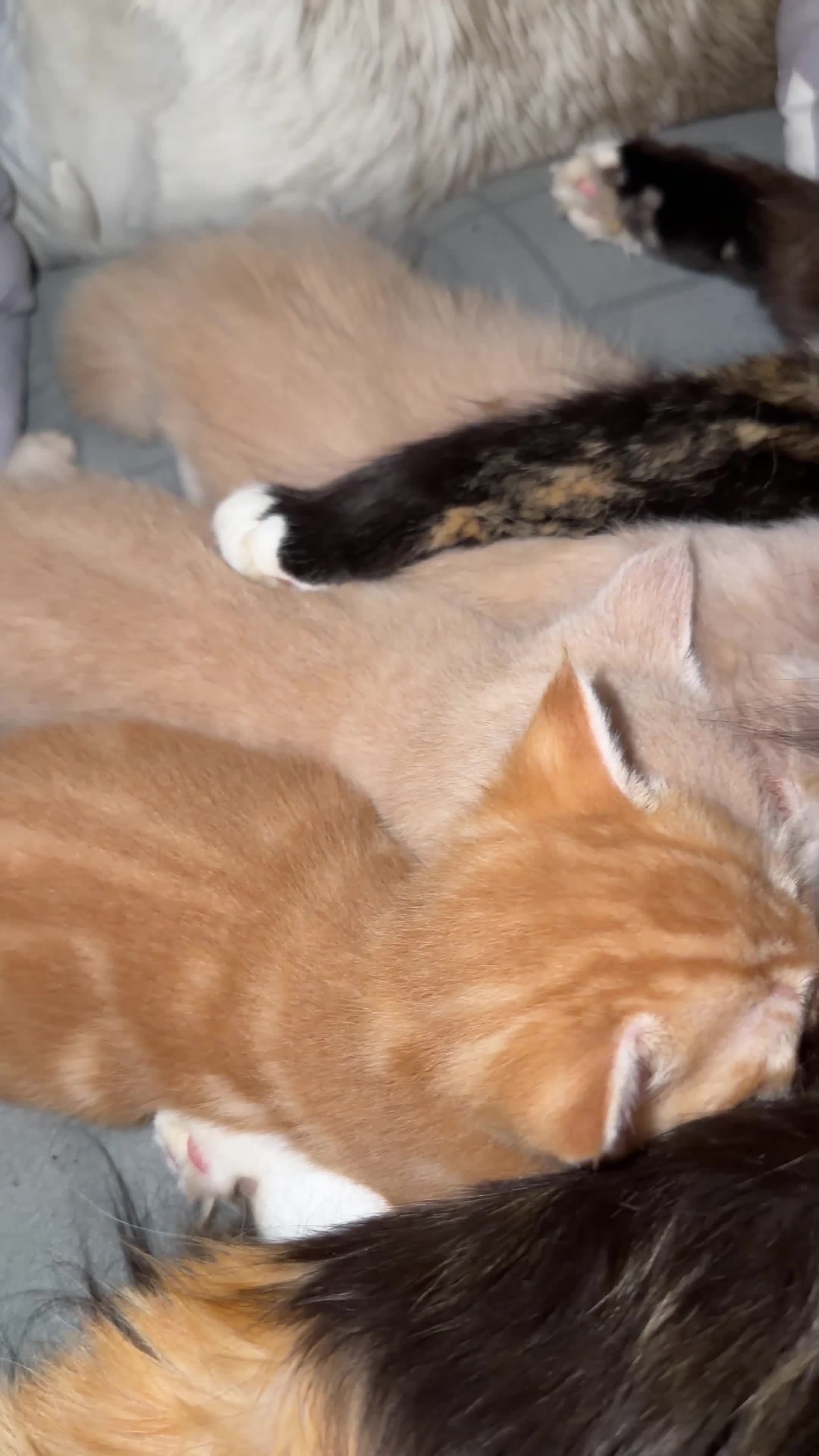 Mixed Breed cats for sale: Maine Coon & British Shorthair  - Video 1