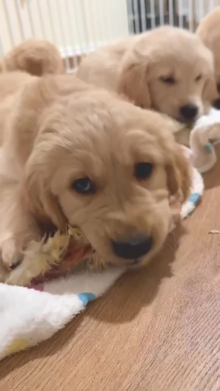 Golden Retriever dogs for sale: 🤍🧸 Other litter - last 2 puppy girls available - Video 2