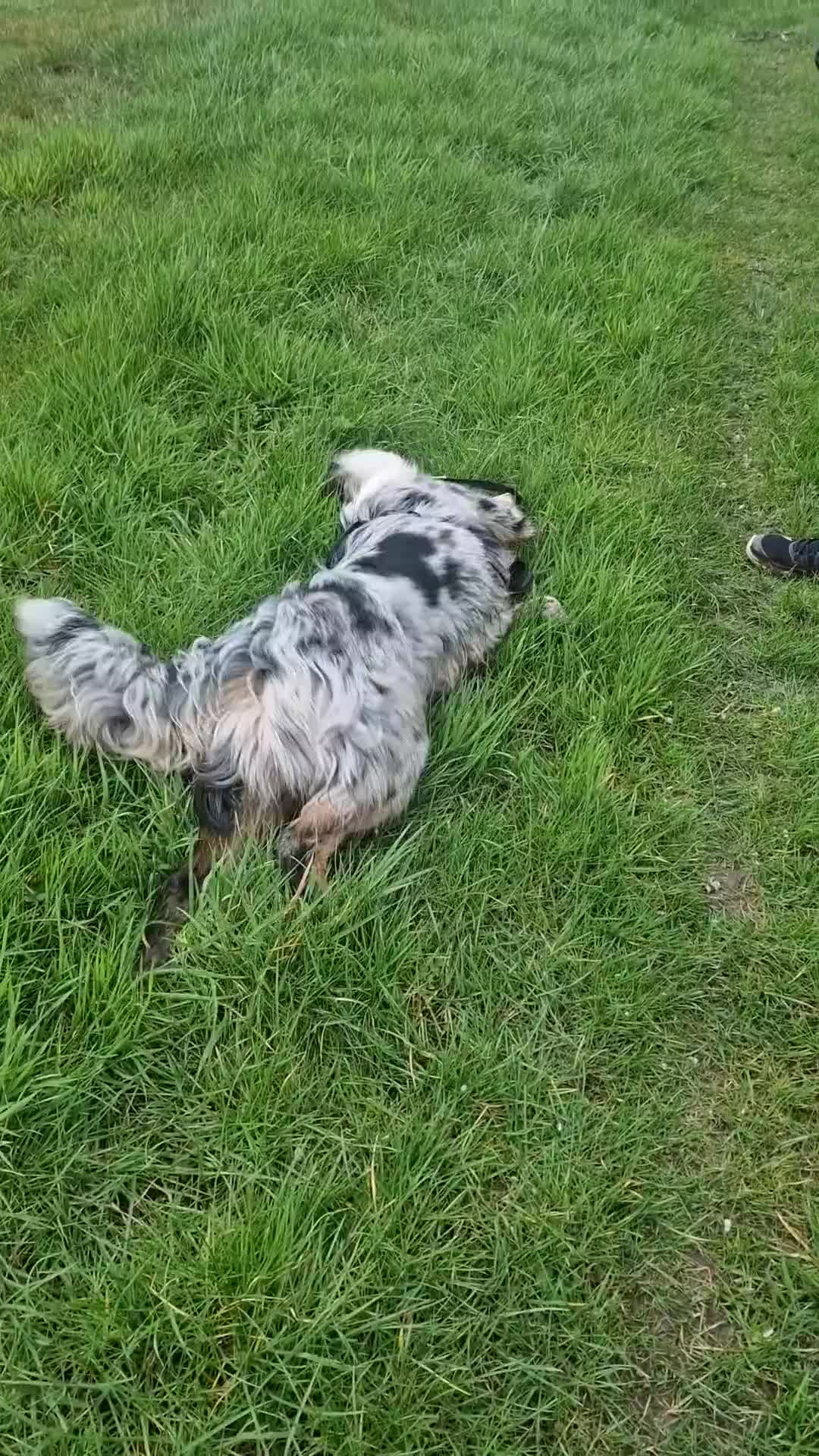 Border Collie dogs for stud: TRI BLUE MERLE BORDER COLLIE PROVEN STUD  - Video 1