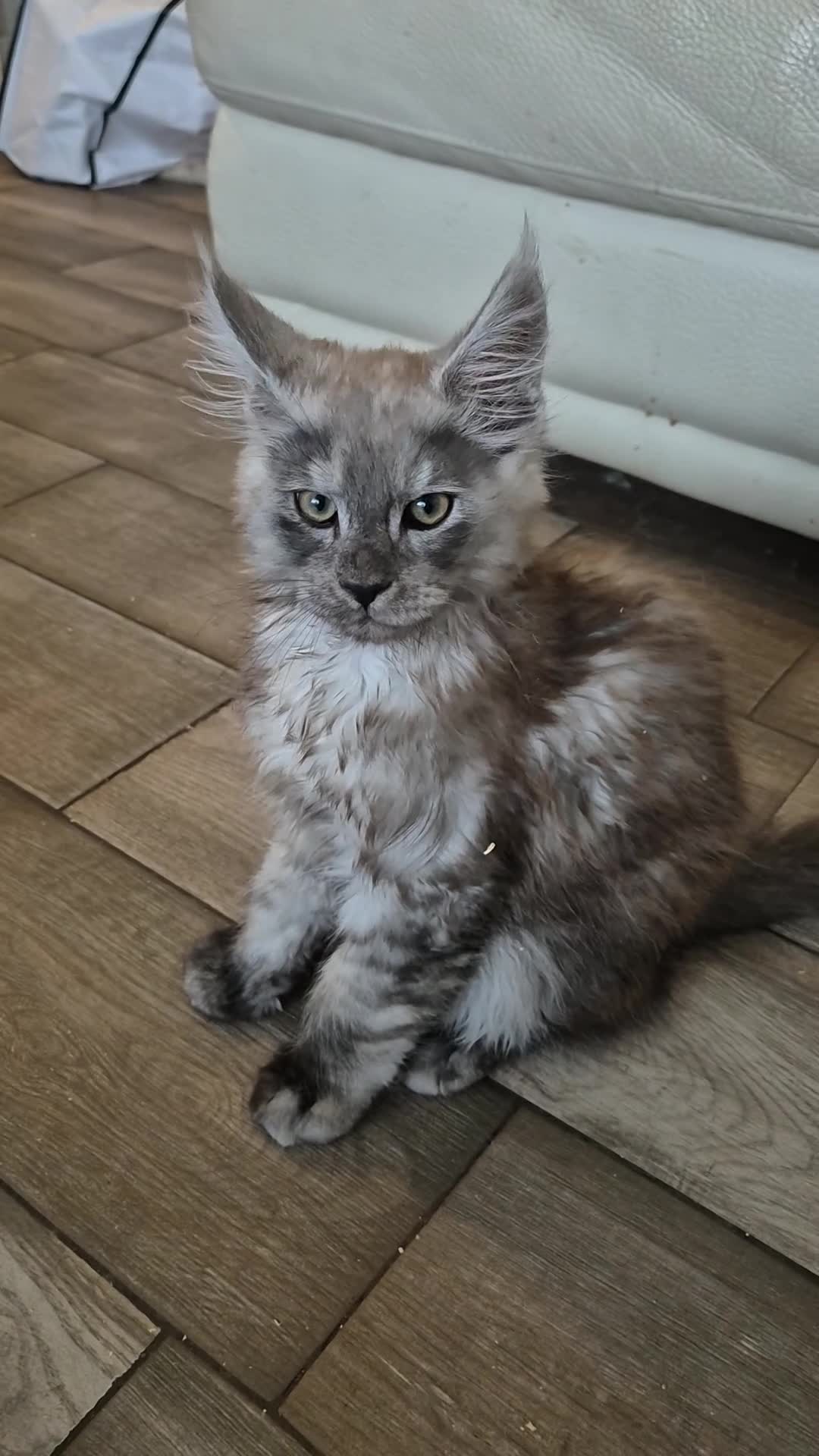 Maine Coon cats for sale: Tica registered maine coon kittens  - Video 1