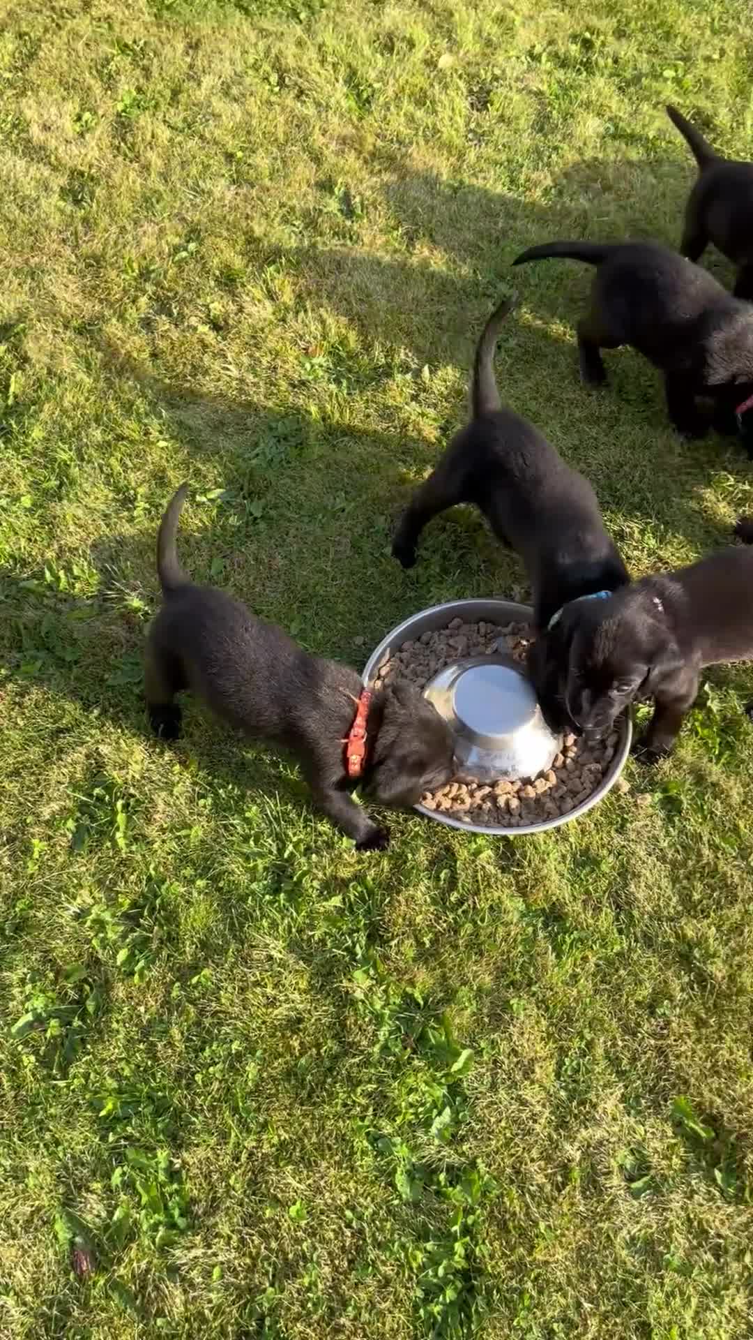 Labrador Retriever dogs for sale: KC Registered Black Labrador Puppies - Video 1