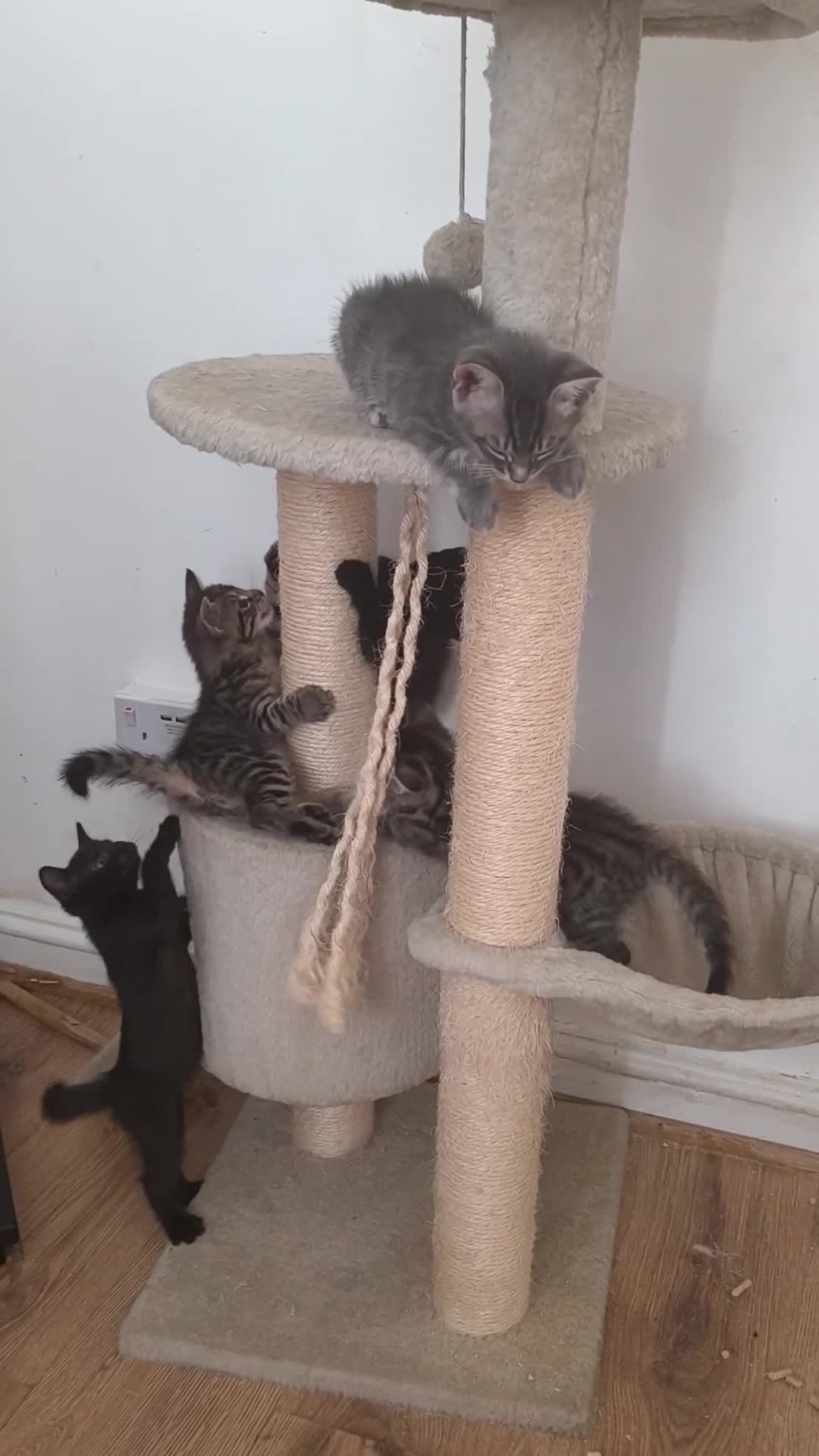 Mixed Breed cats for sale: Maine coone/ Bengal/ Russian white cross kittens - Video 1