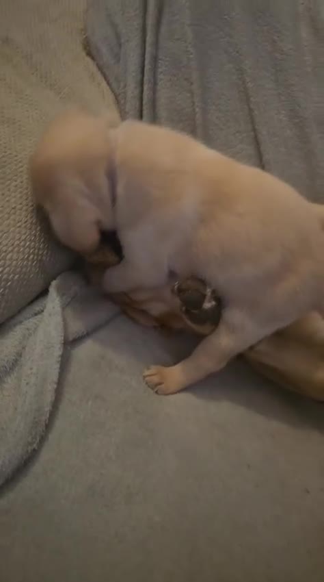 Labrador Retriever dogs for sale: KC registered Labrador puppies needing new homes - Video 1