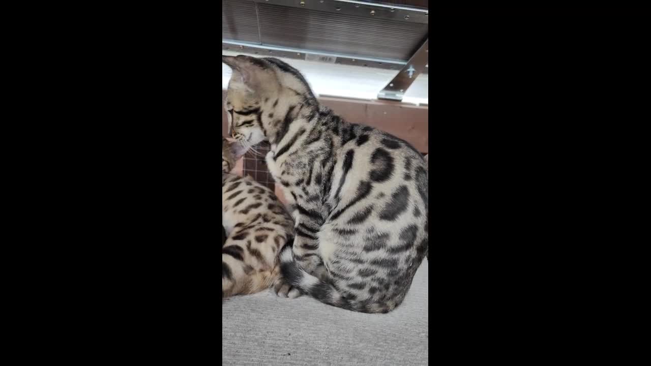 Bengal cats for sale: 1no. Female & 1no. Male Bengal Kittens available - Video 1