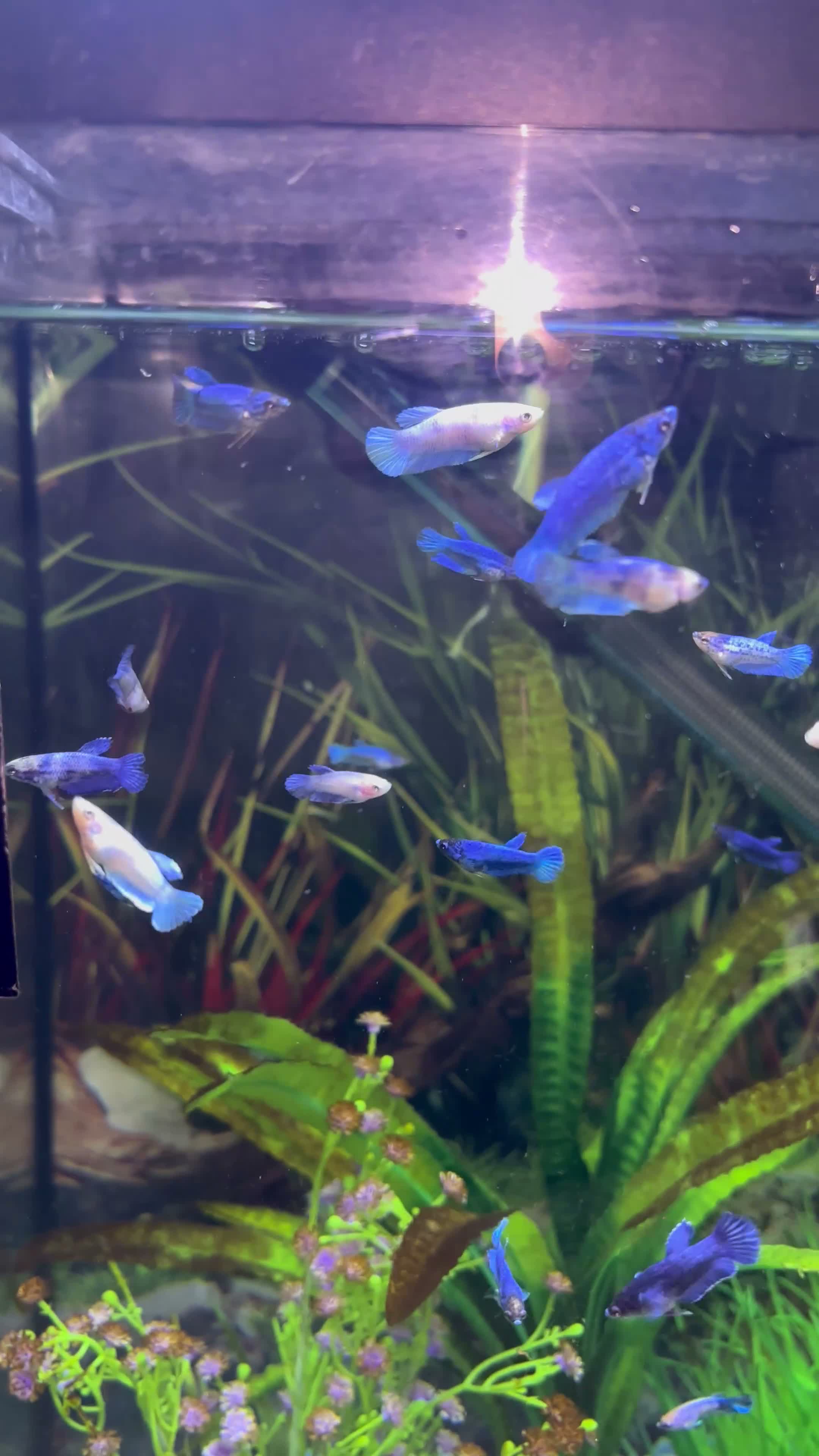 Bettas fish for sale: Mixed betta fish  - Video 3