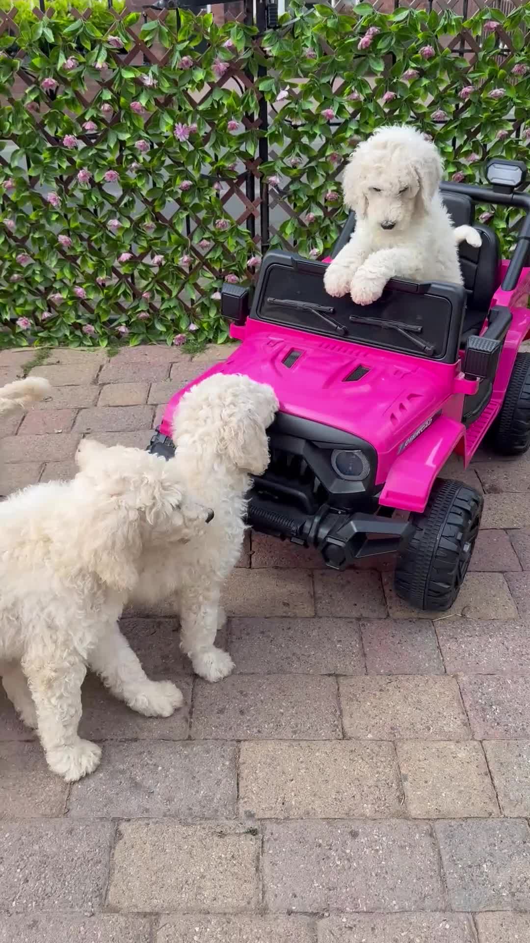 Standard Poodle dogs for sale: 🥇 White KC Standard Poodle Puppies – Ready Now ✨ - Video 1