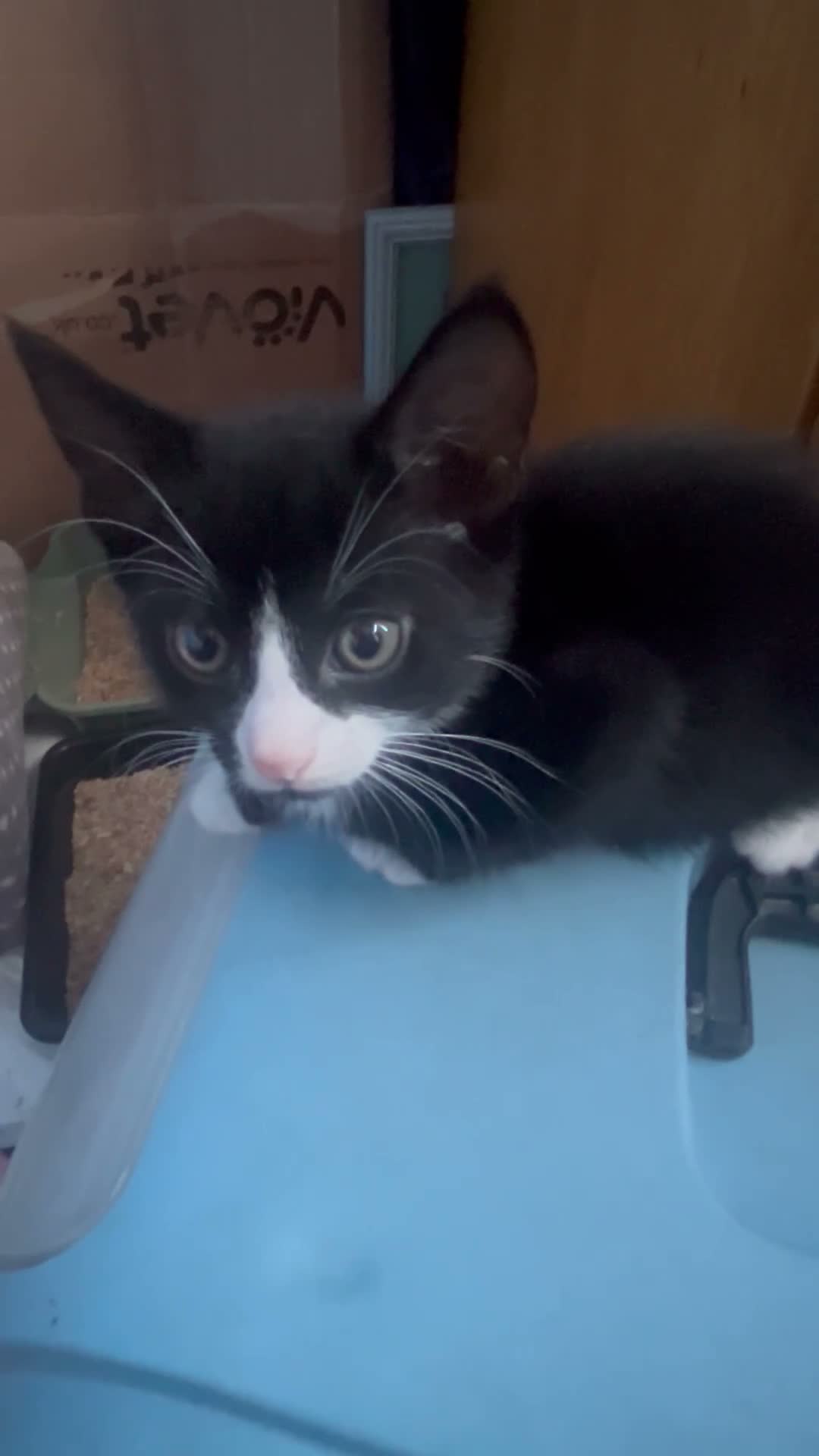 Mixed Breed cats for sale: Tuxedo Boy - Video 1