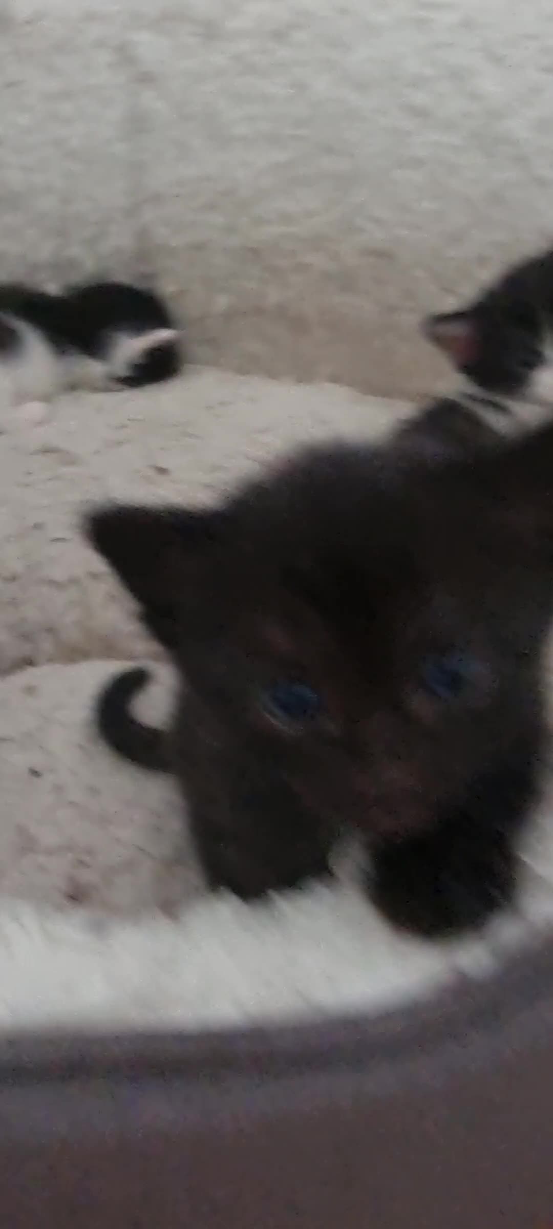 Mixed Breed cats for sale: 4 Adorable Kittens Looking for a Loving home - Video 2