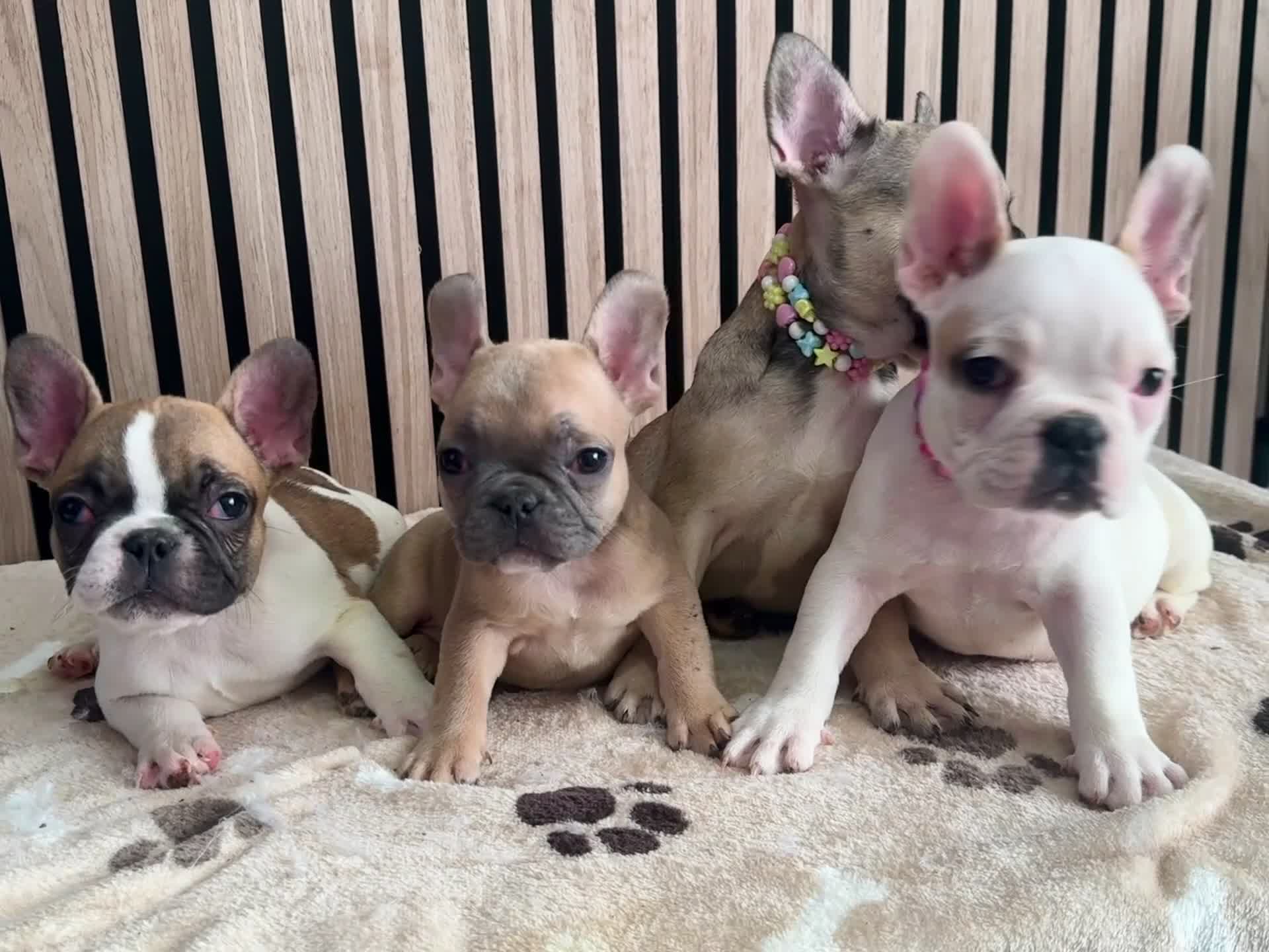 French Bulldog dogs for sale: KC REGISTERED FRENCH BULLDOG 🐶 - Video 1
