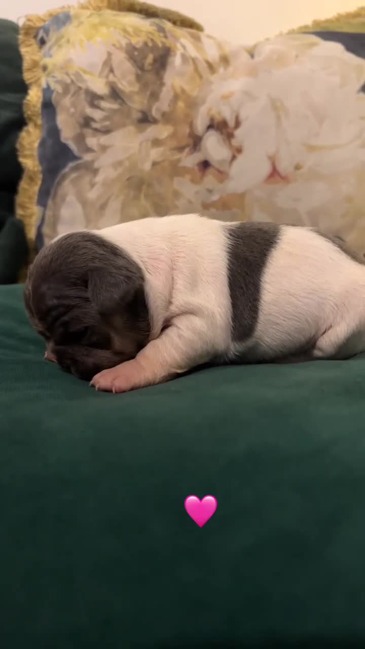 French Bulldog dogs for sale: Litter of French bulldogs  - Video 5