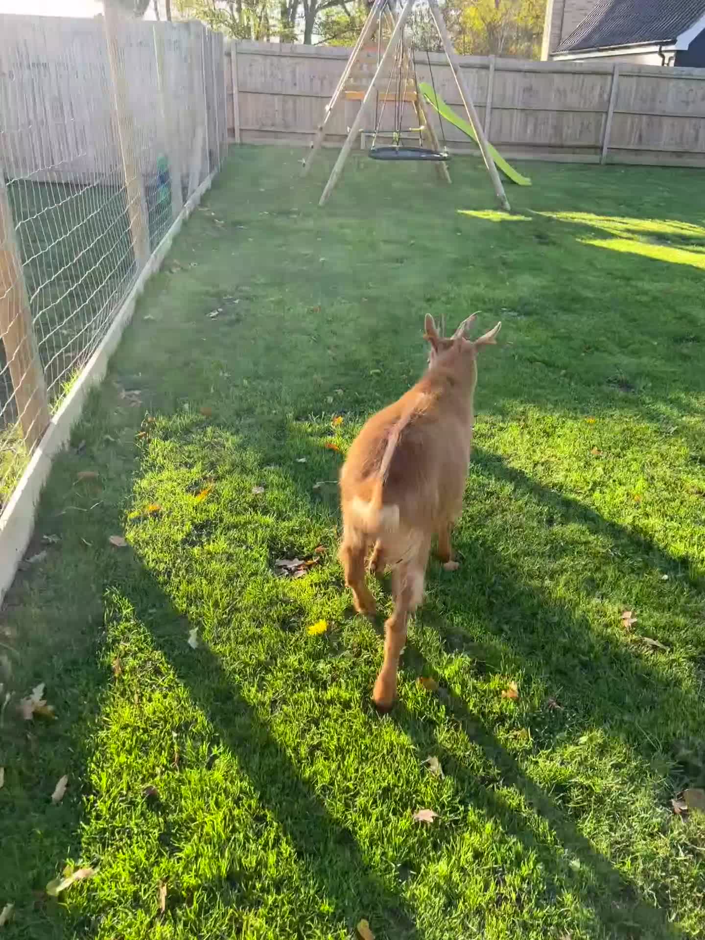 Goats livestock for sale: Golden Guernsey male   - Video 1