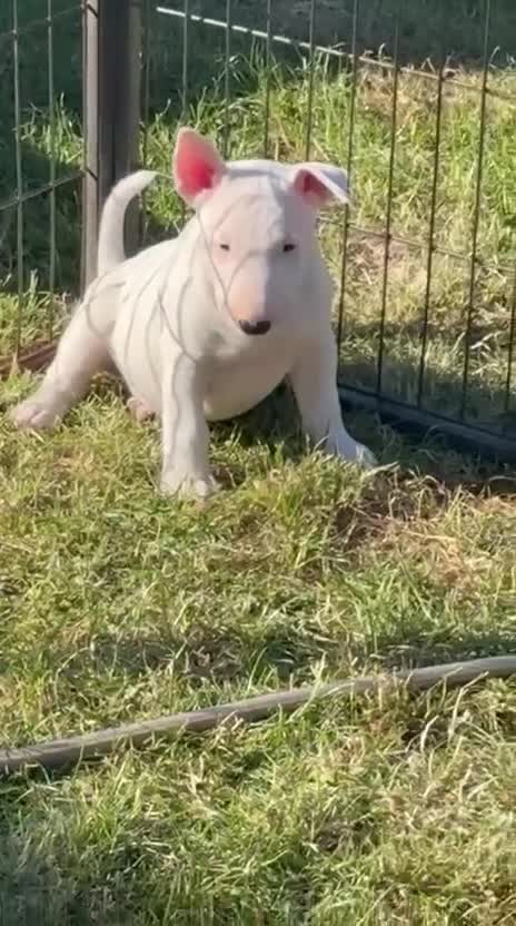 English Bull Terrier dogs for sale: 1 boy 1 girl top quality  - Video 1