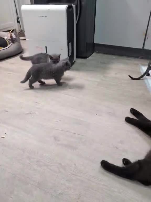 British Shorthair cats for sale: Sphynx boy and British shorthair girl  - Video 3