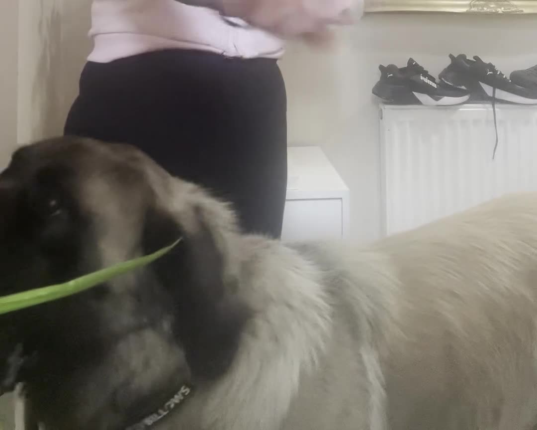 Mastiff dogs for stud: Introducing 🐾HECTOR🐾 FOR STUD ONLY  in Huddersfield - Video 1