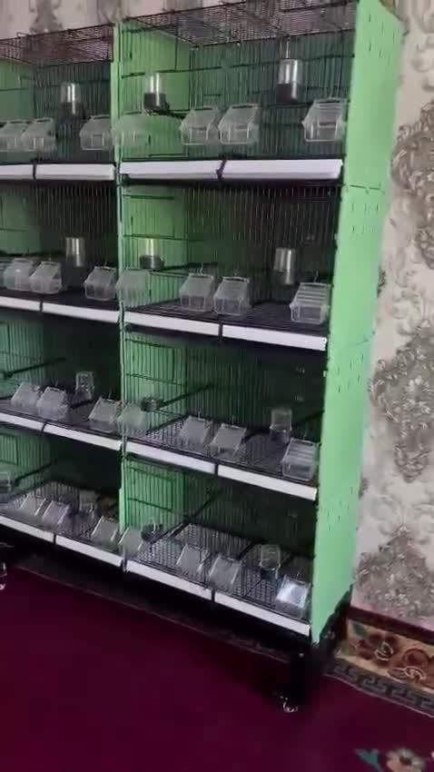 Mixed Breed birds for sale: Bird cage  - Video 1