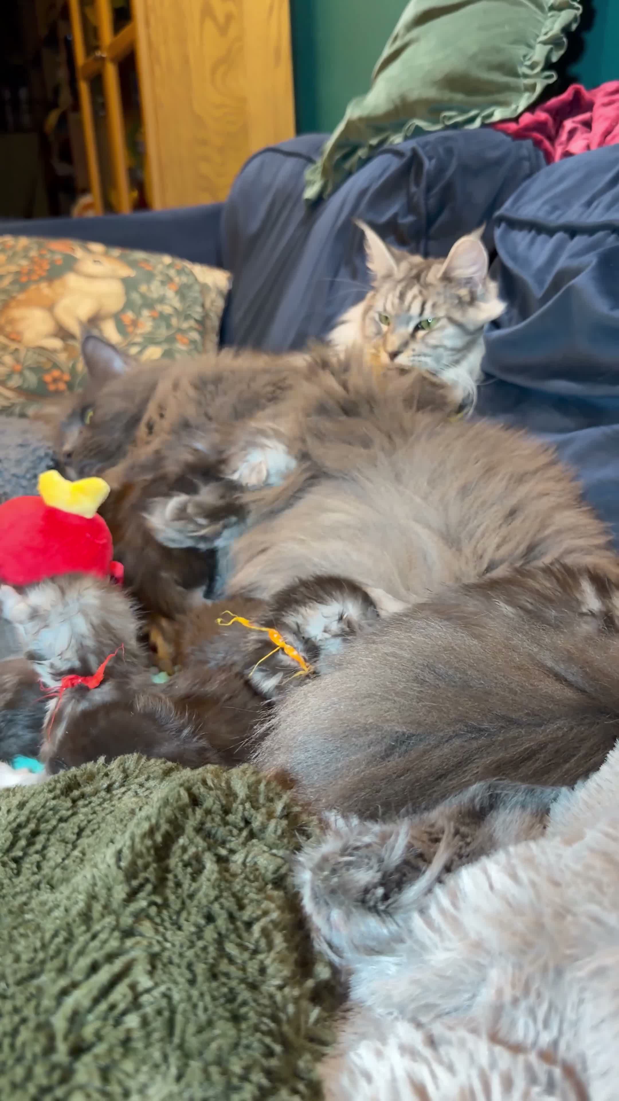 Maine Coon cats for sale: Maine Coon Kittens – Now Open for Reservations  - Video 1
